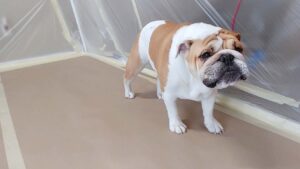 bulldog-puppy-in-cabinet-painting-spray-booth